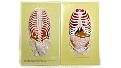 Барельефная модель "Расположение органов, прилегающих к брюшной и спинной стенкам " В21К (2 планшета)